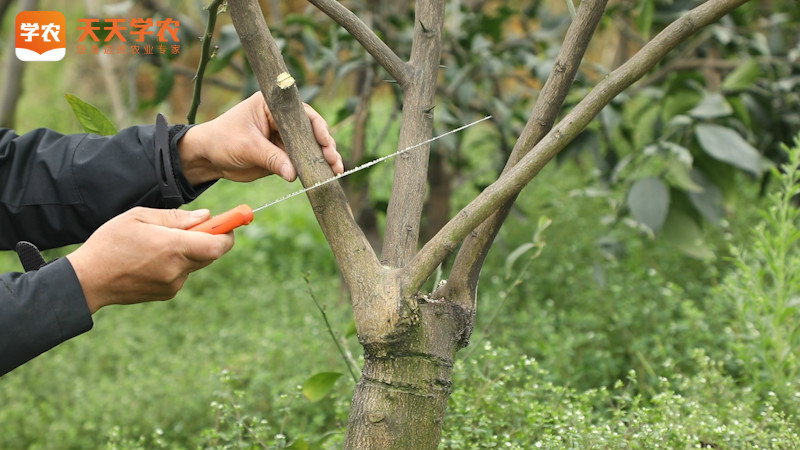 刚种植的柑橘树的施肥方法