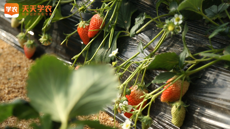 草莓种植条件-天天学农