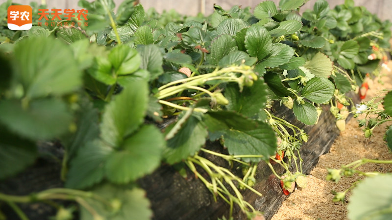 露天种植草莓苗图片-天天学农