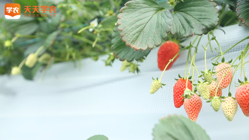大棚种植草莓的技术-天天学农