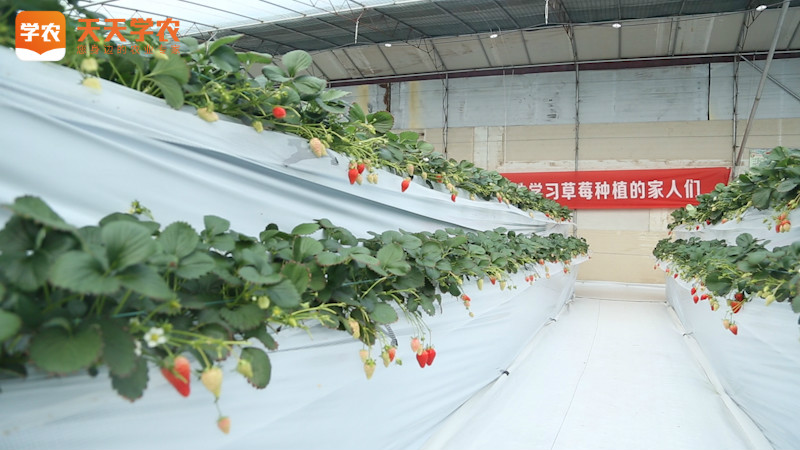 草莓苗冬天种植技术-天天学农