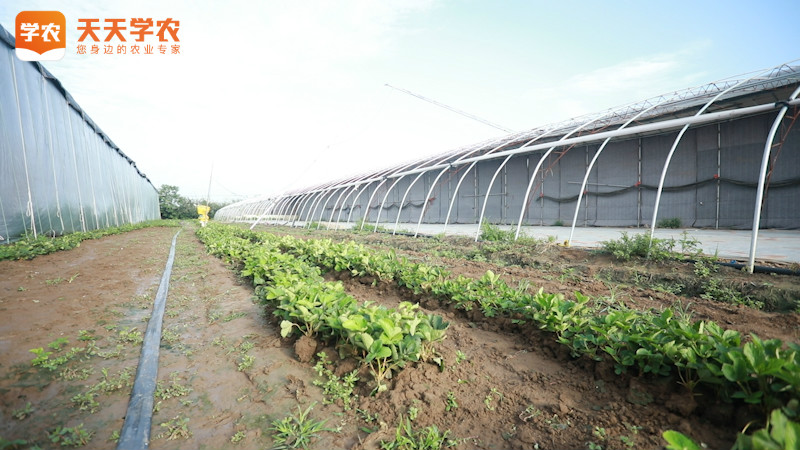 陆地草莓种植方法-天天学农