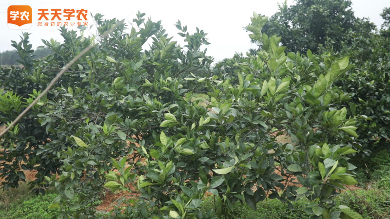 柑橘冲施肥使用方法