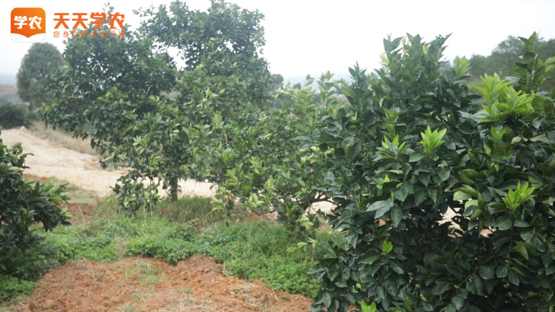 新栽种的柑橘苗多久可以施肥