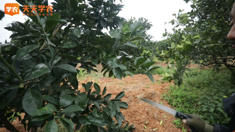 柑橘树种植初期剪芽施肥阶段