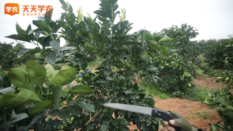 柑橘移栽后的施肥方法