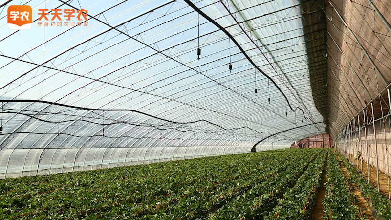 北方大棚种植草莓温度