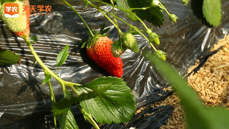 延安草莓种植
