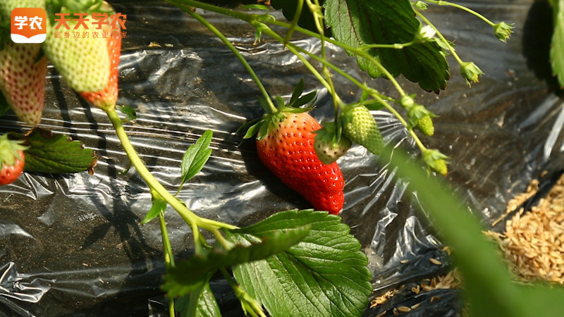 基质草莓种植大棚技术