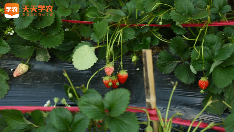 武汉市草莓种植基地图片