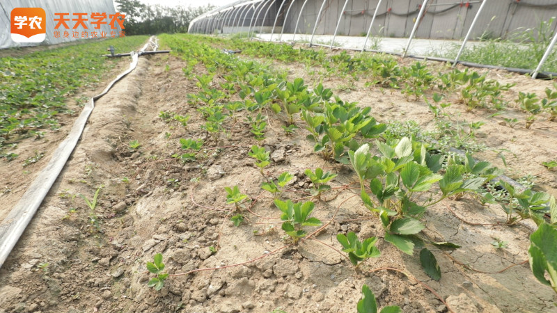 草莓庭院种植方法