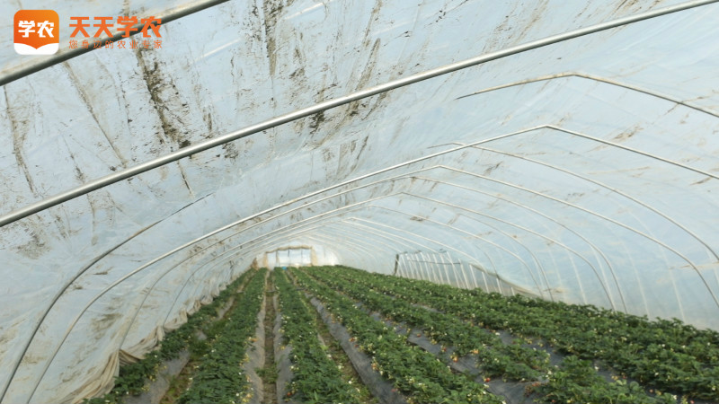 山东寿光草莓苗种植基地图片