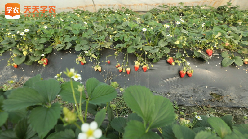孟津黄河滩草莓种植图片