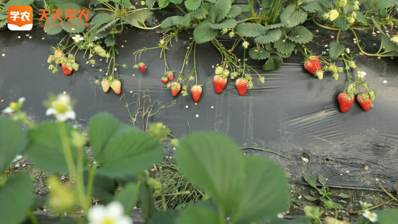 南宁草莓种植