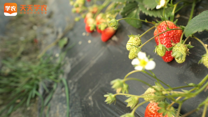 种植大棚草莓的方法