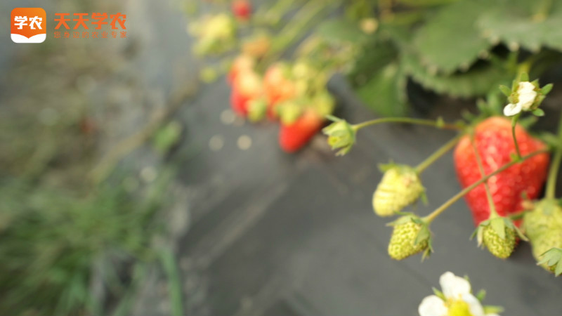 草莓种植的深度