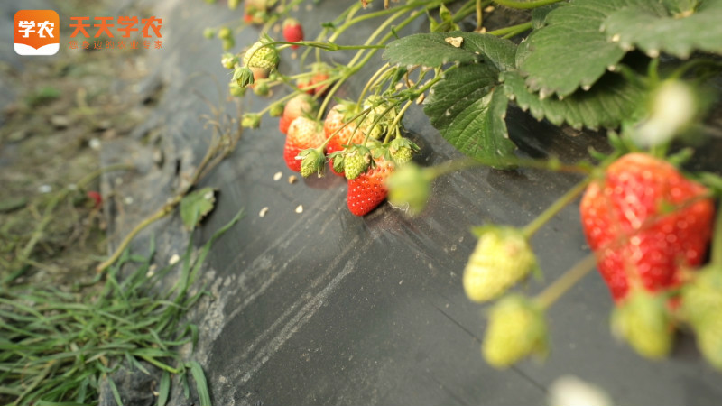 章丘后营草莓园种植基地图片