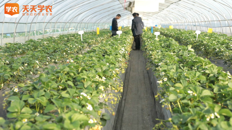 广州草莓种植基地
