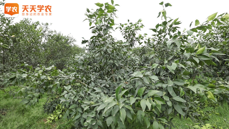 定植1~2年柑橘树秋肥的施肥方式