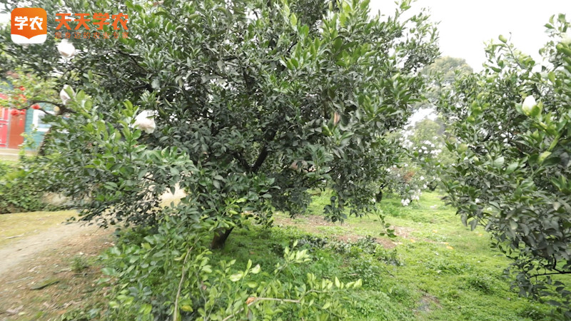 传统柑橘树施肥技术