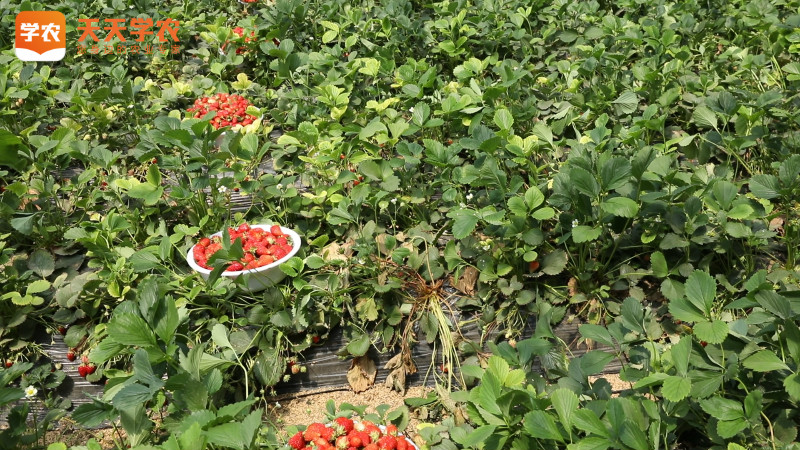 靖江马桥草莓园图片